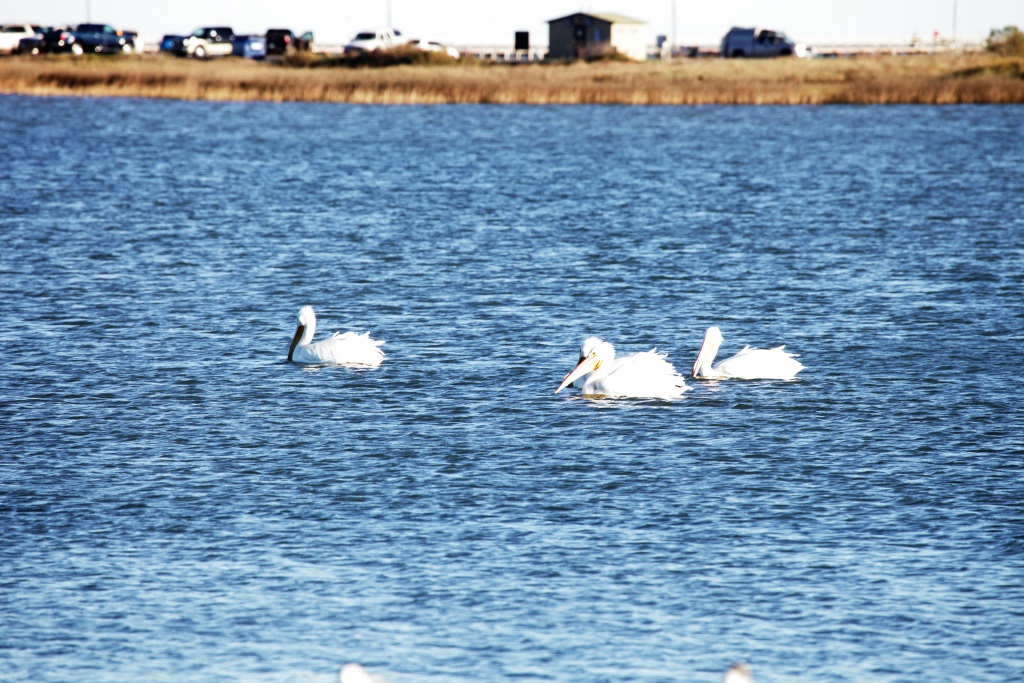 American White Pelicans at Goose Island boat ramp